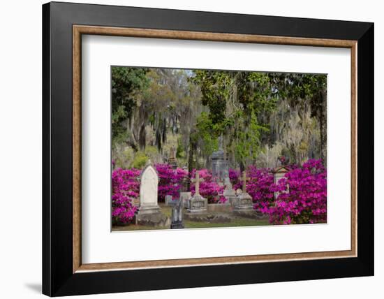 Azaleas and Headstones in Bonaventure Cemetery, Savannah, Georgia, USA-Joanne Wells-Framed Photographic Print