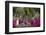 Azaleas and Headstones in Bonaventure Cemetery, Savannah, Georgia, USA-Joanne Wells-Framed Photographic Print