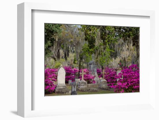 Azaleas and Headstones in Bonaventure Cemetery, Savannah, Georgia, USA-Joanne Wells-Framed Photographic Print