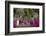 Azaleas and Headstones in Bonaventure Cemetery, Savannah, Georgia, USA-Joanne Wells-Framed Photographic Print