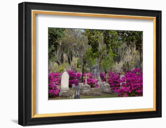 Azaleas and Headstones in Bonaventure Cemetery, Savannah, Georgia, USA-Joanne Wells-Framed Photographic Print