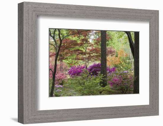 Azaleas and Japanese Maples at Azalea Path Arboretum and Botanical Gardens, Hazleton, Indiana-Richard and Susan Day-Framed Photographic Print