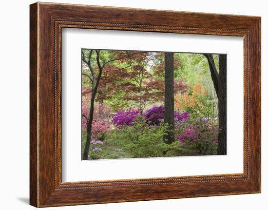 Azaleas and Japanese Maples at Azalea Path Arboretum and Botanical Gardens, Hazleton, Indiana-Richard and Susan Day-Framed Photographic Print