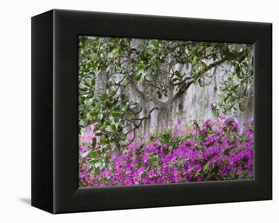 Azaleas and Live Oak Trees Draped in Spanish Moss, Middleton Place Plantation, South Carolina, USA-Adam Jones-Framed Premier Image Canvas