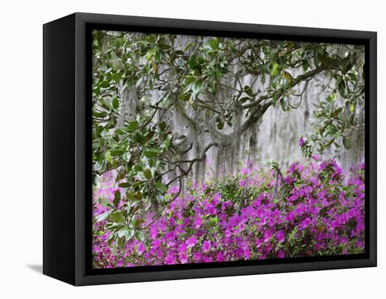 Azaleas and Live Oak Trees Draped in Spanish Moss, Middleton Place Plantation, South Carolina, USA-Adam Jones-Framed Premier Image Canvas