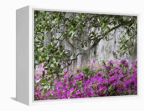 Azaleas and Live Oak Trees Draped in Spanish Moss, Middleton Place Plantation, South Carolina, USA-Adam Jones-Framed Premier Image Canvas