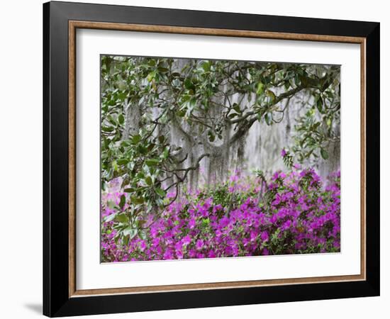 Azaleas and Live Oak Trees Draped in Spanish Moss, Middleton Place Plantation, South Carolina, USA-Adam Jones-Framed Photographic Print