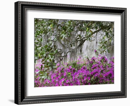 Azaleas and Live Oak Trees Draped in Spanish Moss, Middleton Place Plantation, South Carolina, USA-Adam Jones-Framed Photographic Print