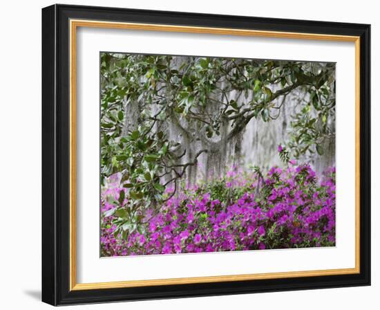 Azaleas and Live Oak Trees Draped in Spanish Moss, Middleton Place Plantation, South Carolina, USA-Adam Jones-Framed Photographic Print