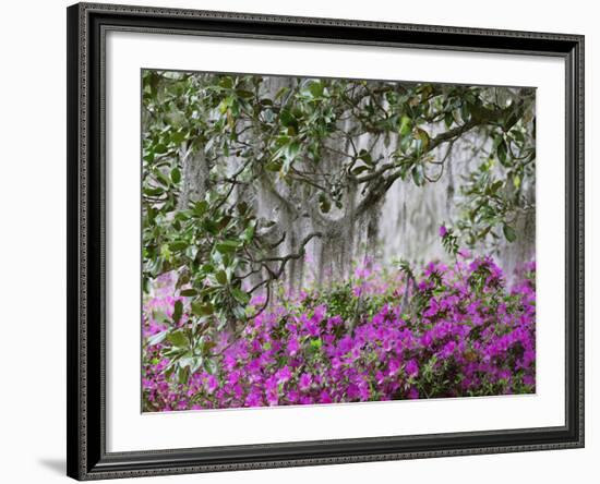 Azaleas and Live Oak Trees Draped in Spanish Moss, Middleton Place Plantation, South Carolina, USA-Adam Jones-Framed Photographic Print