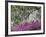 Azaleas and Live Oak Trees Draped in Spanish Moss, Middleton Place Plantation, South Carolina, USA-Adam Jones-Framed Photographic Print