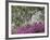 Azaleas and Live Oak Trees Draped in Spanish Moss, Middleton Place Plantation, South Carolina, USA-Adam Jones-Framed Photographic Print