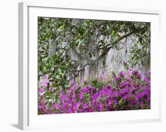 Azaleas and Live Oak Trees Draped in Spanish Moss, Middleton Place Plantation, South Carolina, USA-Adam Jones-Framed Photographic Print