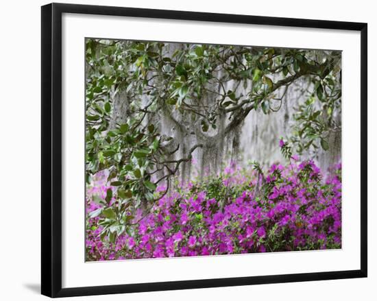 Azaleas and Live Oak Trees Draped in Spanish Moss, Middleton Place Plantation, South Carolina, USA-Adam Jones-Framed Photographic Print