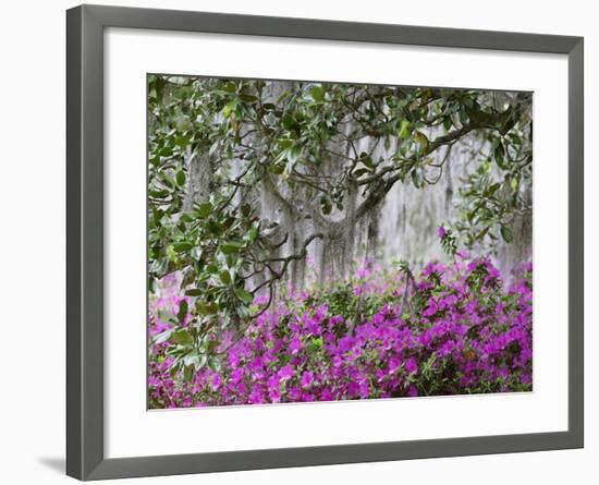 Azaleas and Live Oak Trees Draped in Spanish Moss, Middleton Place Plantation, South Carolina, USA-Adam Jones-Framed Photographic Print