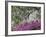 Azaleas and Live Oak Trees Draped in Spanish Moss, Middleton Place Plantation, South Carolina, USA-Adam Jones-Framed Photographic Print