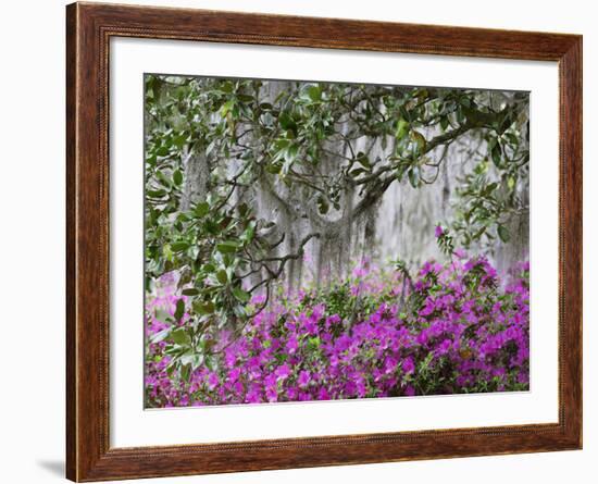 Azaleas and Live Oak Trees Draped in Spanish Moss, Middleton Place Plantation, South Carolina, USA-Adam Jones-Framed Photographic Print