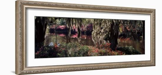 Azaleas and Willow Trees in a Park, Charleston, Charleston County, South Carolina, USA-null-Framed Photographic Print