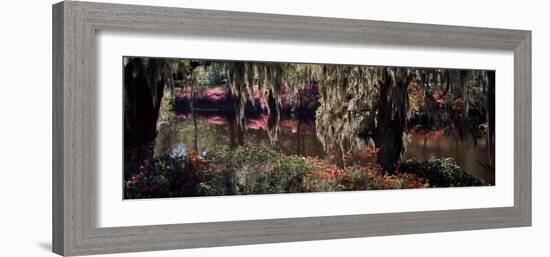 Azaleas and Willow Trees in a Park, Charleston, Charleston County, South Carolina, USA-null-Framed Photographic Print