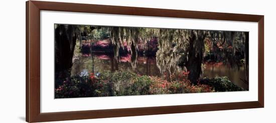 Azaleas and Willow Trees in a Park, Charleston, Charleston County, South Carolina, USA-null-Framed Photographic Print