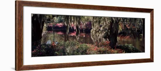 Azaleas and Willow Trees in a Park, Charleston, Charleston County, South Carolina, USA-null-Framed Photographic Print