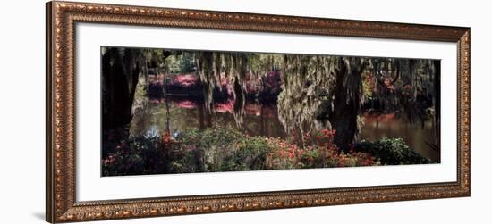 Azaleas and Willow Trees in a Park, Charleston, Charleston County, South Carolina, USA-null-Framed Photographic Print