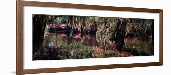 Azaleas and Willow Trees in a Park, Charleston, Charleston County, South Carolina, USA-null-Framed Photographic Print