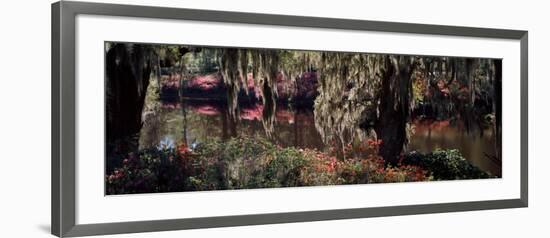 Azaleas and Willow Trees in a Park, Charleston, Charleston County, South Carolina, USA-null-Framed Photographic Print