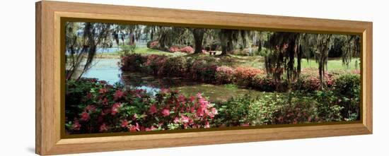 Azaleas and Willow Trees in a Park, Charleston, Charleston County, South Carolina, USA-null-Framed Premier Image Canvas