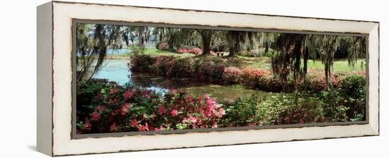 Azaleas and Willow Trees in a Park, Charleston, Charleston County, South Carolina, USA-null-Framed Premier Image Canvas