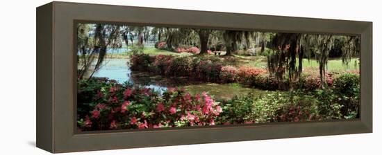 Azaleas and Willow Trees in a Park, Charleston, Charleston County, South Carolina, USA-null-Framed Premier Image Canvas