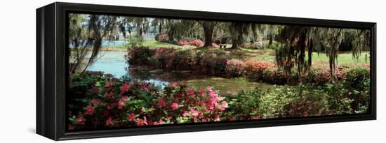 Azaleas and Willow Trees in a Park, Charleston, Charleston County, South Carolina, USA-null-Framed Premier Image Canvas