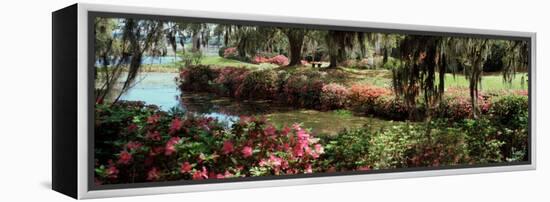 Azaleas and Willow Trees in a Park, Charleston, Charleston County, South Carolina, USA-null-Framed Premier Image Canvas