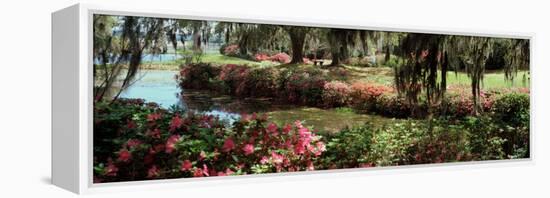 Azaleas and Willow Trees in a Park, Charleston, Charleston County, South Carolina, USA-null-Framed Premier Image Canvas