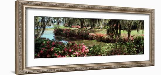 Azaleas and Willow Trees in a Park, Charleston, Charleston County, South Carolina, USA-null-Framed Photographic Print