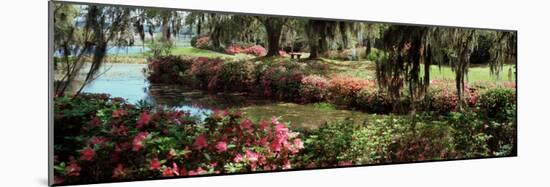 Azaleas and Willow Trees in a Park, Charleston, Charleston County, South Carolina, USA-null-Mounted Photographic Print