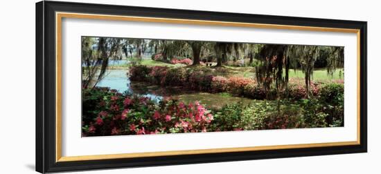 Azaleas and Willow Trees in a Park, Charleston, Charleston County, South Carolina, USA-null-Framed Photographic Print