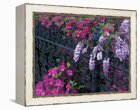 Azaleas and Wisteria Bloom at Bonaventure Cemetery, Savannah, Georgia, USA-Joanne Wells-Framed Premier Image Canvas