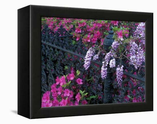 Azaleas and Wisteria Bloom at Bonaventure Cemetery, Savannah, Georgia, USA-Joanne Wells-Framed Premier Image Canvas