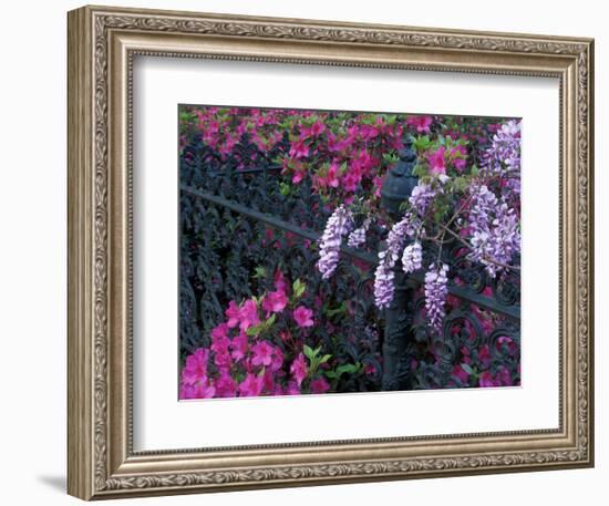 Azaleas and Wisteria Bloom at Bonaventure Cemetery, Savannah, Georgia, USA-Joanne Wells-Framed Photographic Print