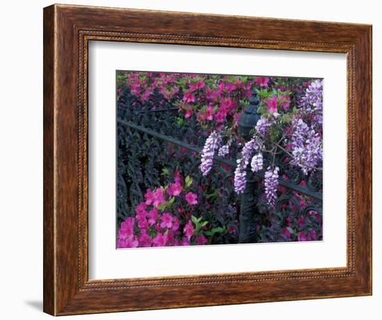 Azaleas and Wisteria Bloom at Bonaventure Cemetery, Savannah, Georgia, USA-Joanne Wells-Framed Photographic Print