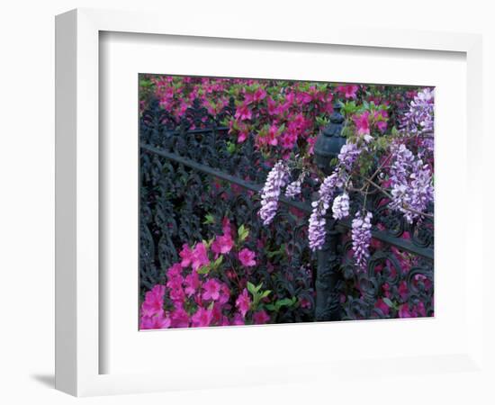 Azaleas and Wisteria Bloom at Bonaventure Cemetery, Savannah, Georgia, USA-Joanne Wells-Framed Photographic Print