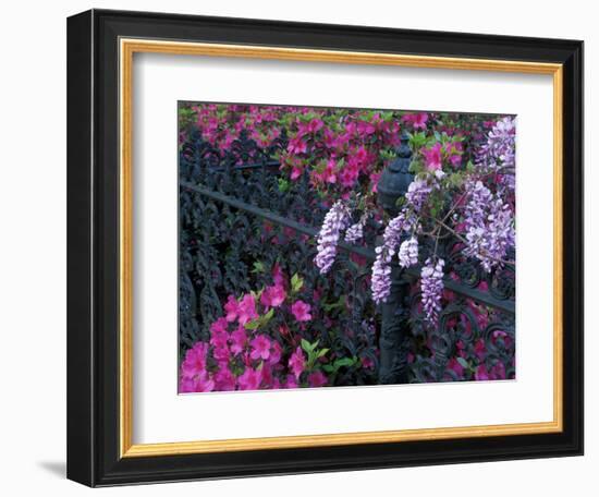 Azaleas and Wisteria Bloom at Bonaventure Cemetery, Savannah, Georgia, USA-Joanne Wells-Framed Photographic Print