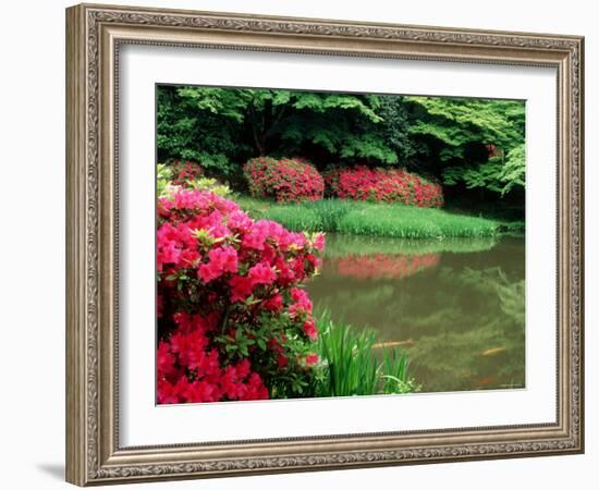 Azaleas, Chogaku-Ji Temple, Tenri, Nara, Japan-null-Framed Photographic Print