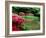 Azaleas, Chogaku-Ji Temple, Tenri, Nara, Japan-null-Framed Photographic Print