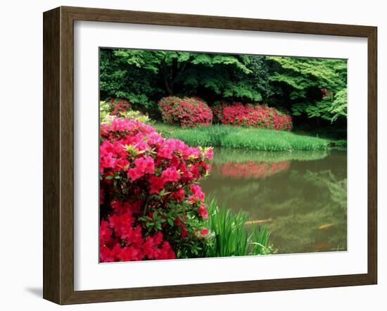 Azaleas, Chogaku-Ji Temple, Tenri, Nara, Japan-null-Framed Photographic Print