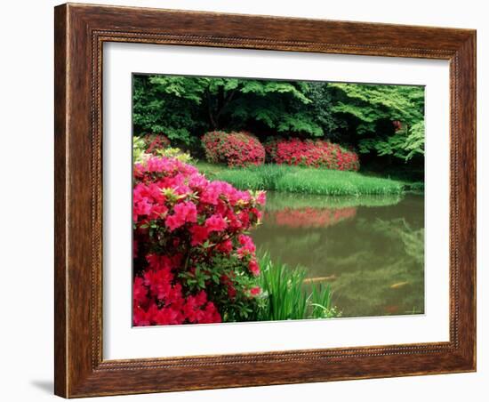 Azaleas, Chogaku-Ji Temple, Tenri, Nara, Japan-null-Framed Photographic Print