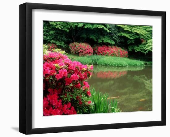 Azaleas, Chogaku-Ji Temple, Tenri, Nara, Japan-null-Framed Photographic Print