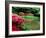 Azaleas, Chogaku-Ji Temple, Tenri, Nara, Japan-null-Framed Photographic Print