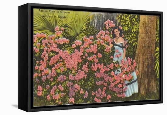 Azaleas, Cypress Gardens, Florida-null-Framed Stretched Canvas